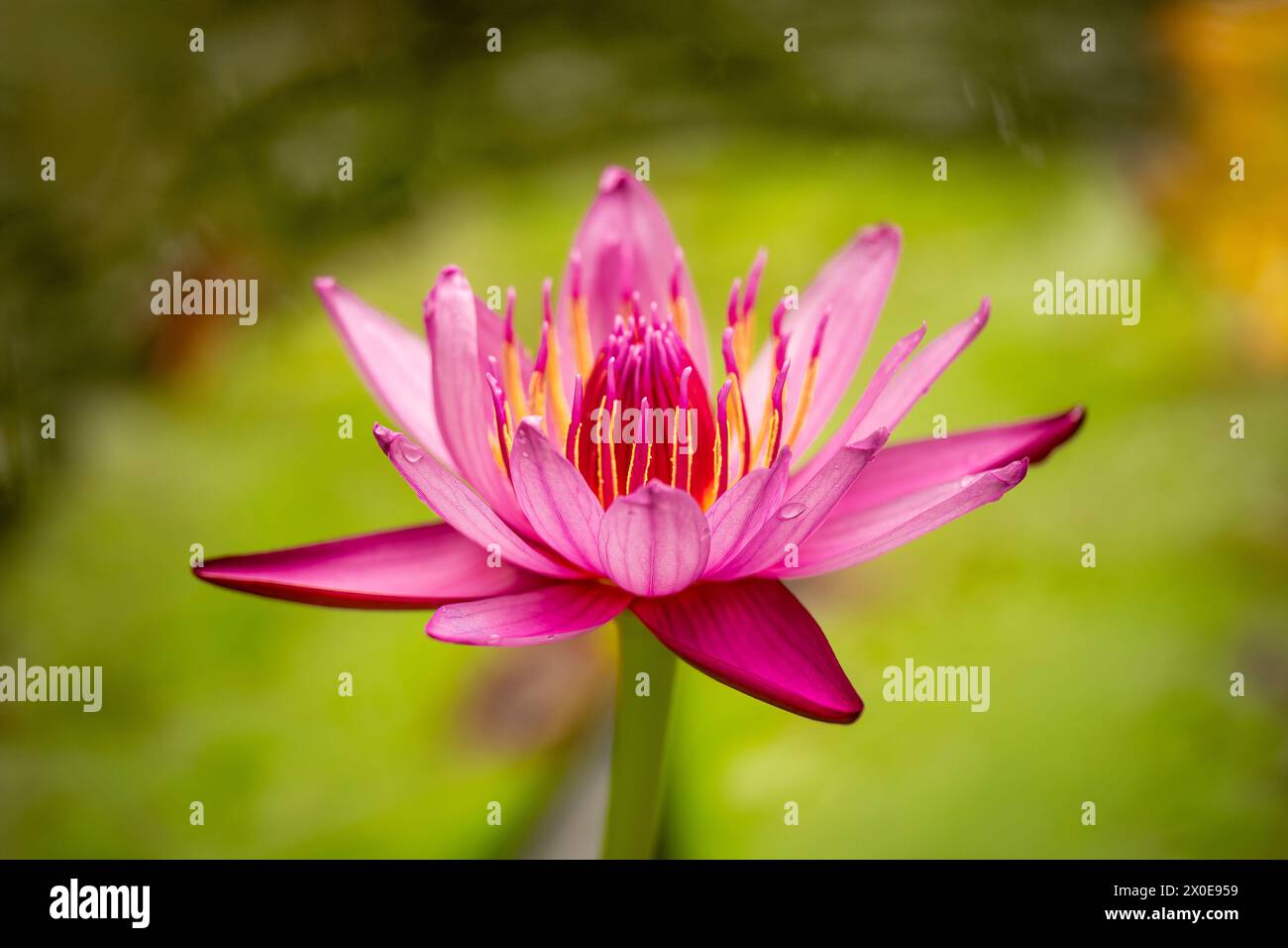 Nahaufnahme der roten Variante des ägyptischen Lotus auf der Big Island von Hawaii. Stockfoto