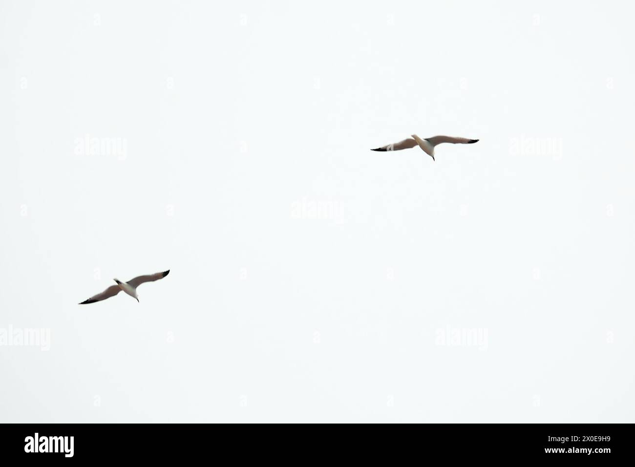 Eine elegante Aufnahme von zwei Vögeln in der Mitte des Fluges, die die Anmut und Synchronität ihrer Bewegungen vor einem klaren und ungehinderten Himmel hervorheben, ideal für Stockfoto