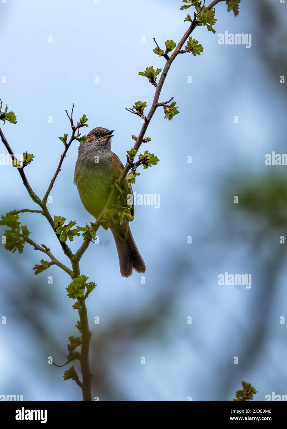 Kleiner brauner Dunnock mit gesprenkelter Brust, sucht nach Nahrung zwischen den Büschen im Father Collins Park, Dublin. Stockfoto