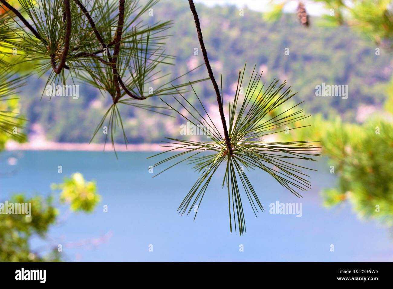 Pine Tree Nahaufnahme Porträt tagsüber am Sylvan Lake Stockfoto