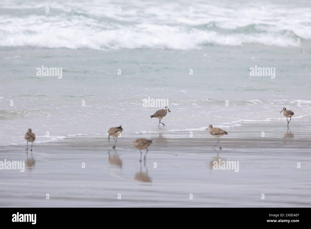 Eine kleine Herde von Whimbrel (Numenius) lebt in der Brandung an einem Sandstrand bei Carmel by the Sea, Kalifornien. März, USA Stockfoto