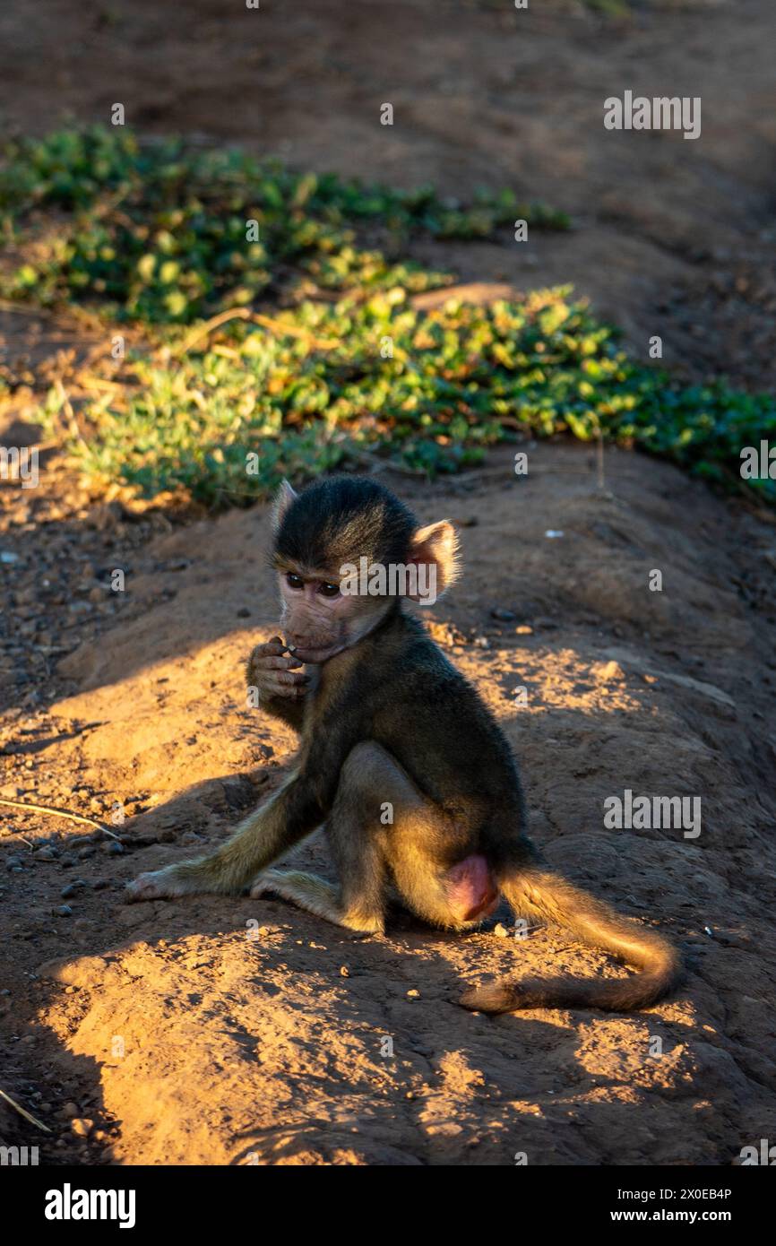 Kenia-Affen in masai Mara Stockfoto
