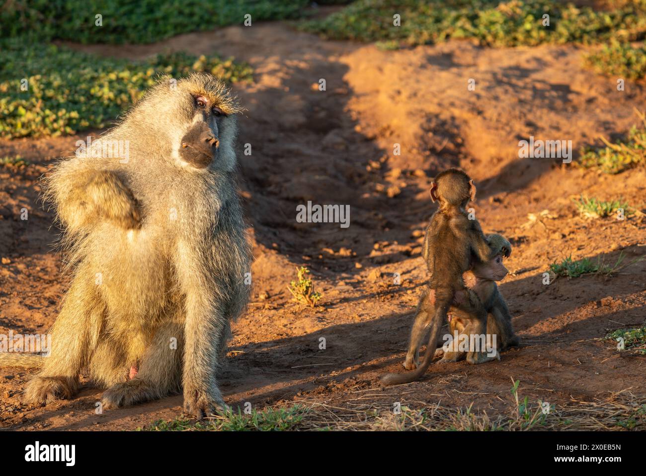 Kenia-Affen in masai Mara Stockfoto