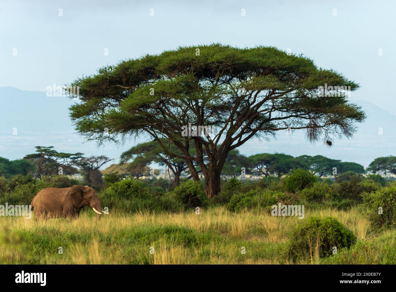 Elefant im Staubpulver im Amboseli-Nationalpark kenia Stockfoto
