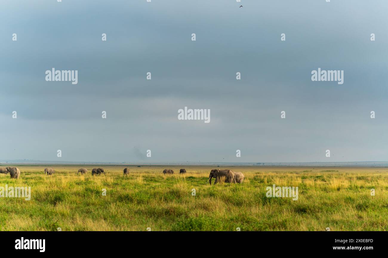 Elefant im Staubpulver im Amboseli-Nationalpark kenia Stockfoto