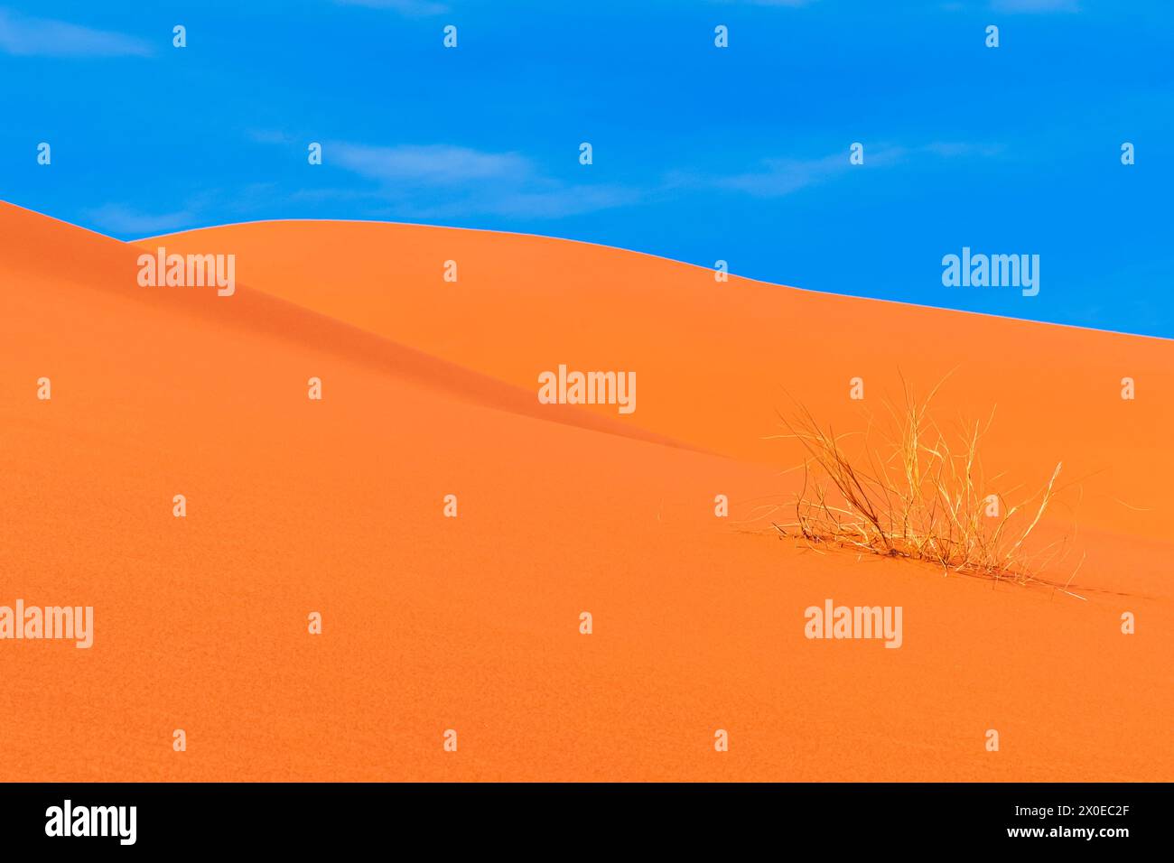 ERG Chebbi Sanddünen, Sahara-Wüste, Marokko: Sanddünen an einem sonnigen Tag in der Nähe von Merzouga, Nordafrika Stockfoto