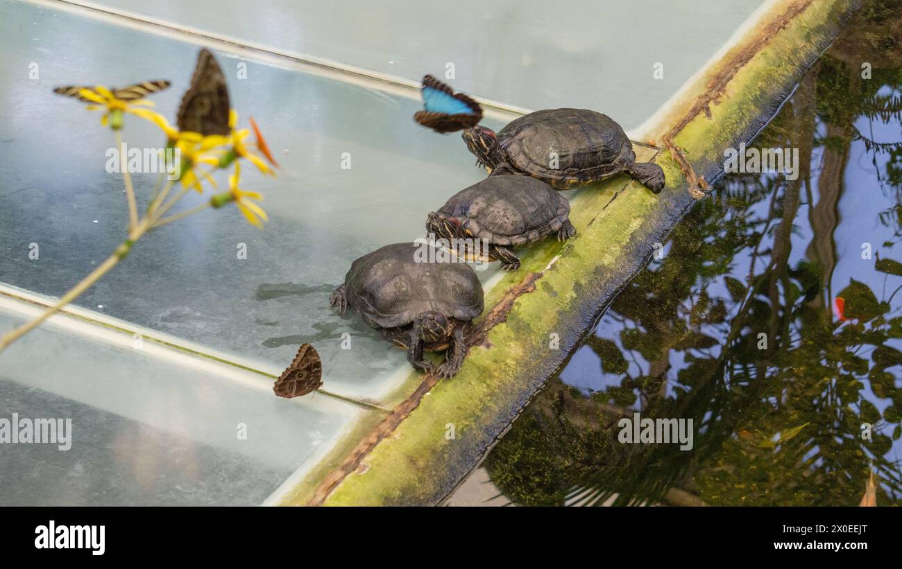 Friedliche Tierwelt, reflektierendes Wasser Stockfoto