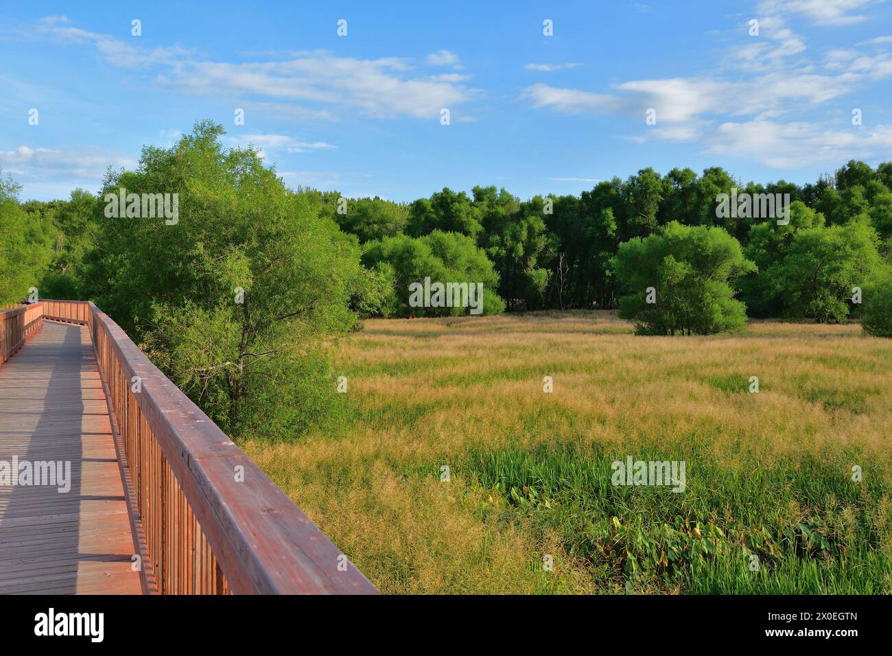 Holzsteg über Feld oder Feuchtgebiet. Sommertag im Nicolet ecomarine Park Anse-du-Port Stockfoto