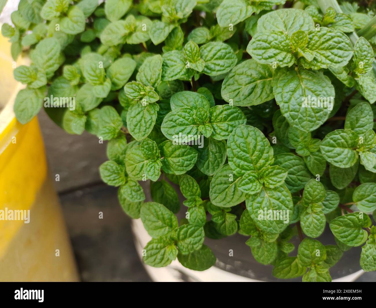 Minzpflanze in einem Topf mit grünen Blättern Stockfoto