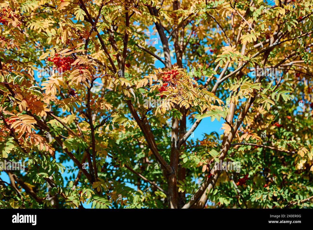 Fragment eines roten eberenbaums, Herbstzeit Stockfoto