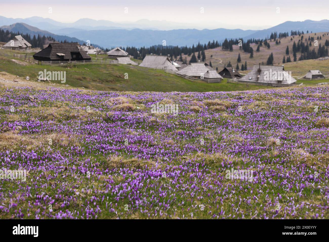 Kamnik, Slowenien. April 2024. Blühende Krokusblüten sind in Velika planina, Kamnik, Slowenien, am 11. April 2024 zu sehen. Quelle: Zeljko Stevanic/Xinhua/Alamy Live News Stockfoto