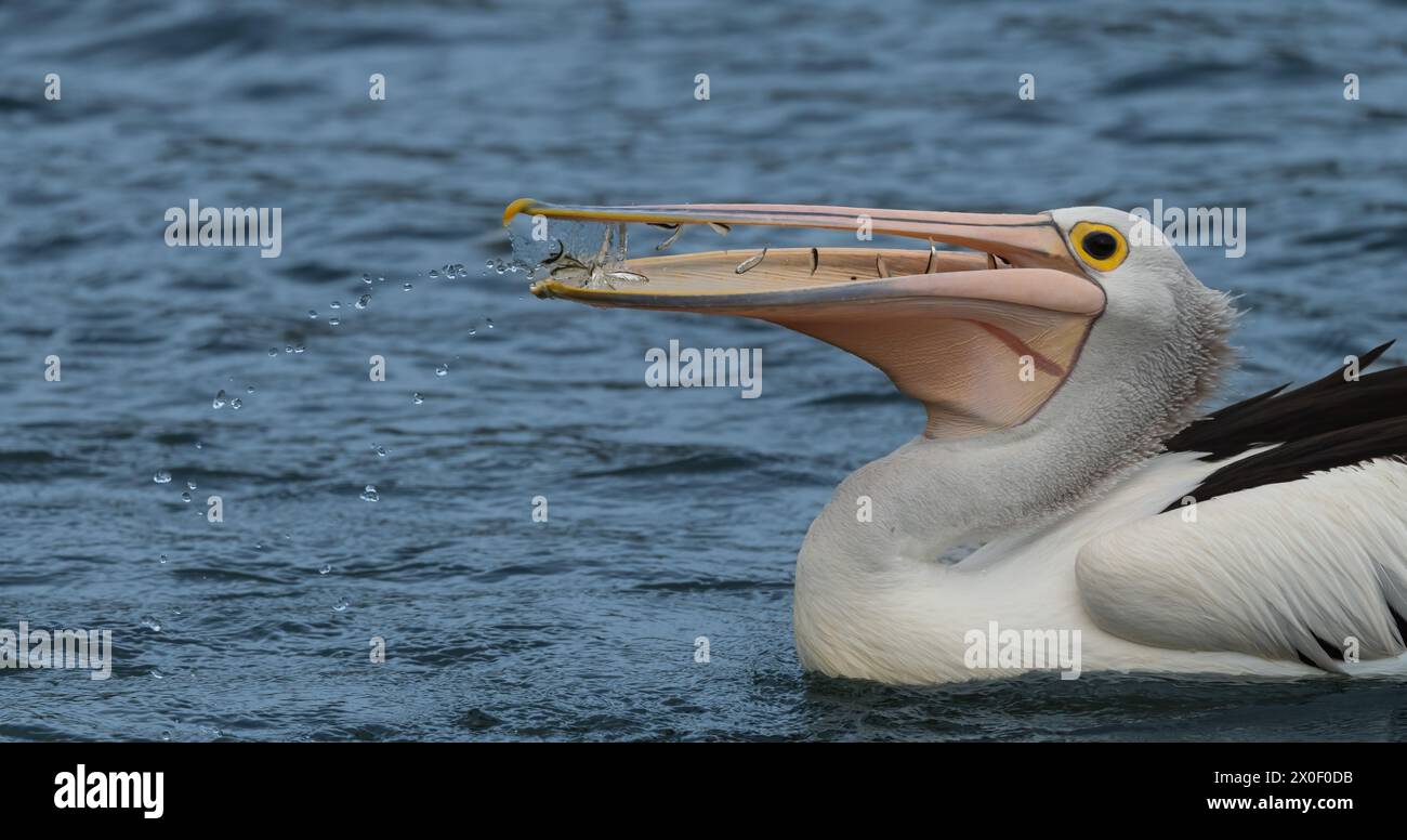 Der australische Pelikan (Pelecanus conspicillatus) ist ein großer Wasservogel. Er ist ein vorwiegend weißer Vogel mit schwarzen Flügeln, gelbem Auge und rosa Schnabel Stockfoto