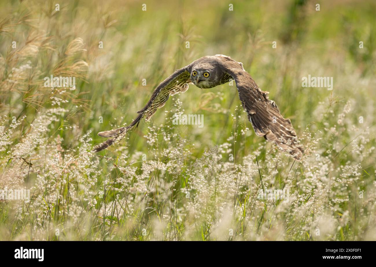 Belling Owl (Ninox connivens), die über eine Graswiese fliegt und ihre durchdringenden gelben Augen zeigt, ausgewählte Fokussierung. Stockfoto