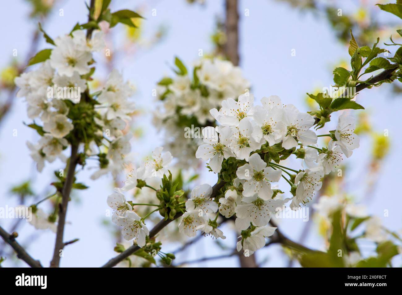 Blühende Äste von Obstbäumen Stockfoto