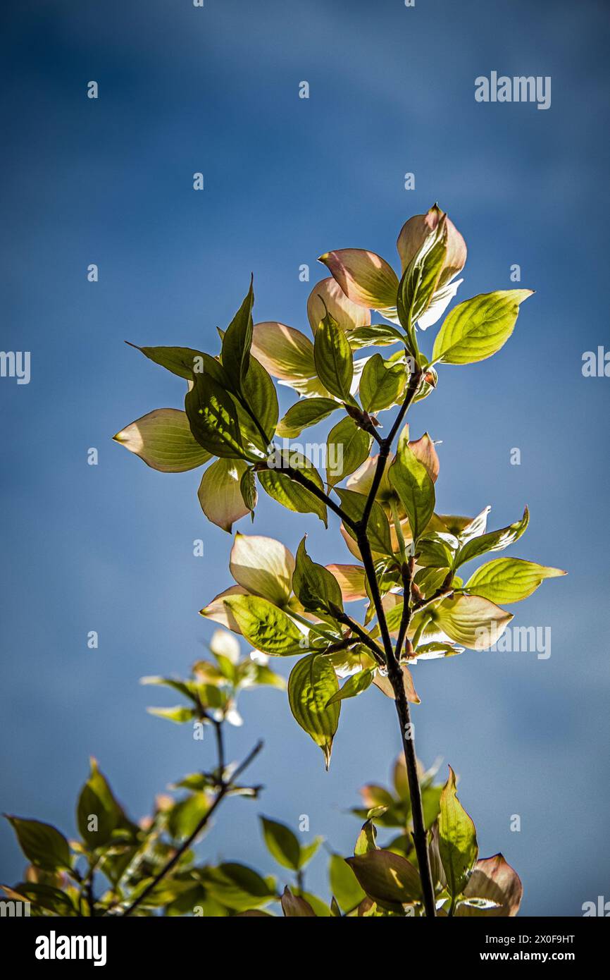 Blühender Hartholzzweig mit klarem Himmel Hintergrund Stockfoto