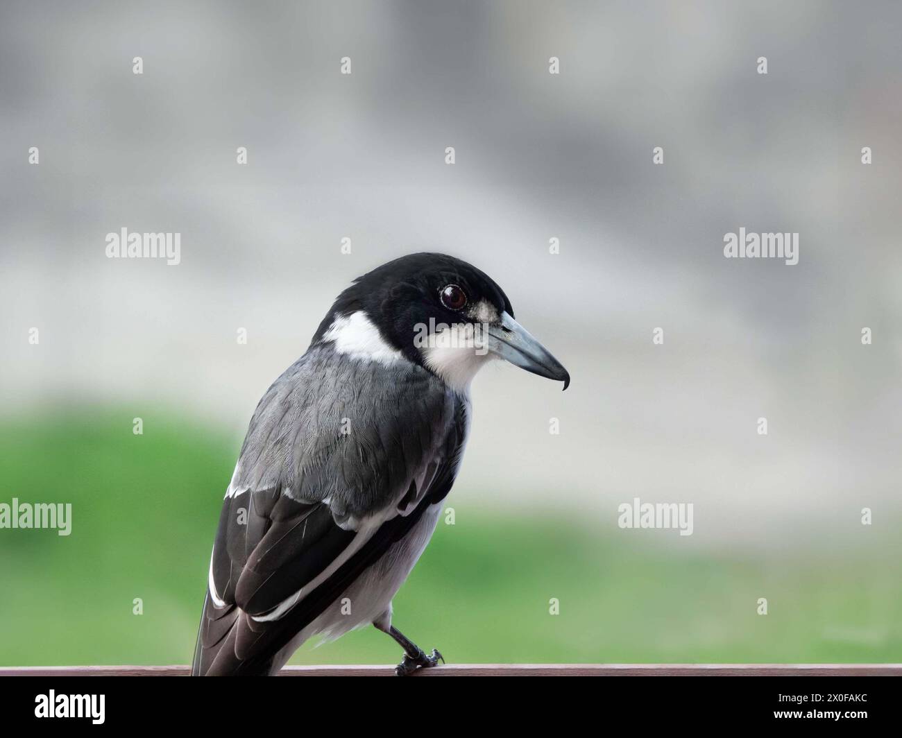 Butcherbird Grau Stockfoto