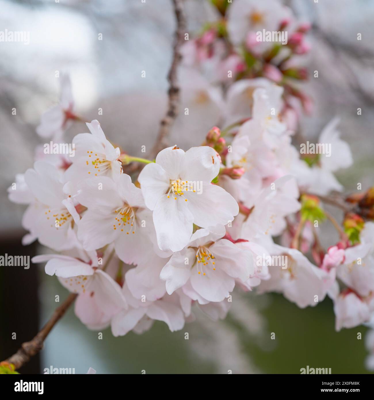 Nahaufnahme von Cherry Blossom in Japan Stockfoto