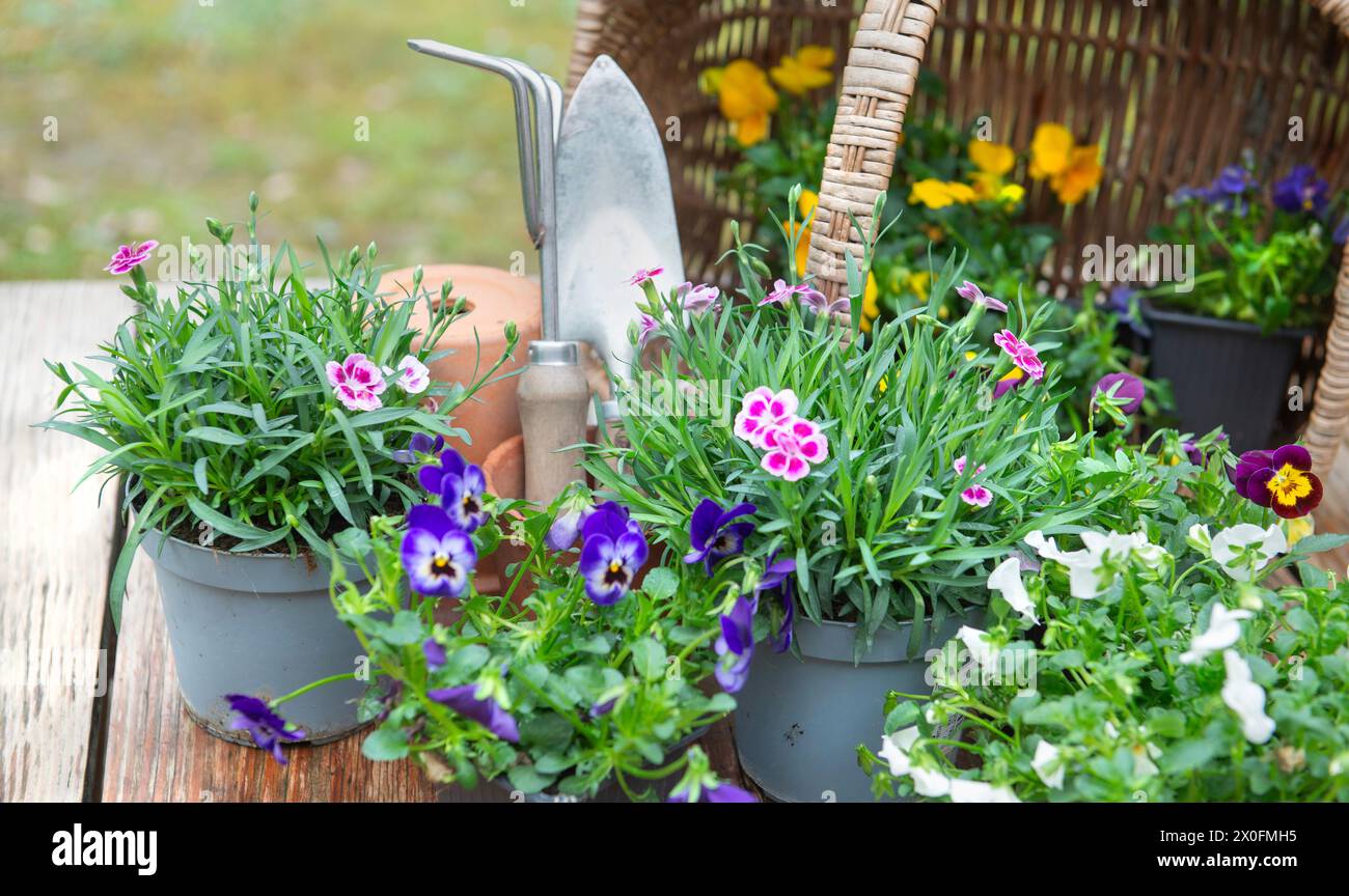 viola und Nelken Pflanzen in Blumentöpfen und ein Korbkorb Hintergrund mit Gartenwerkzeugen auf Holztisch im Garten Stockfoto