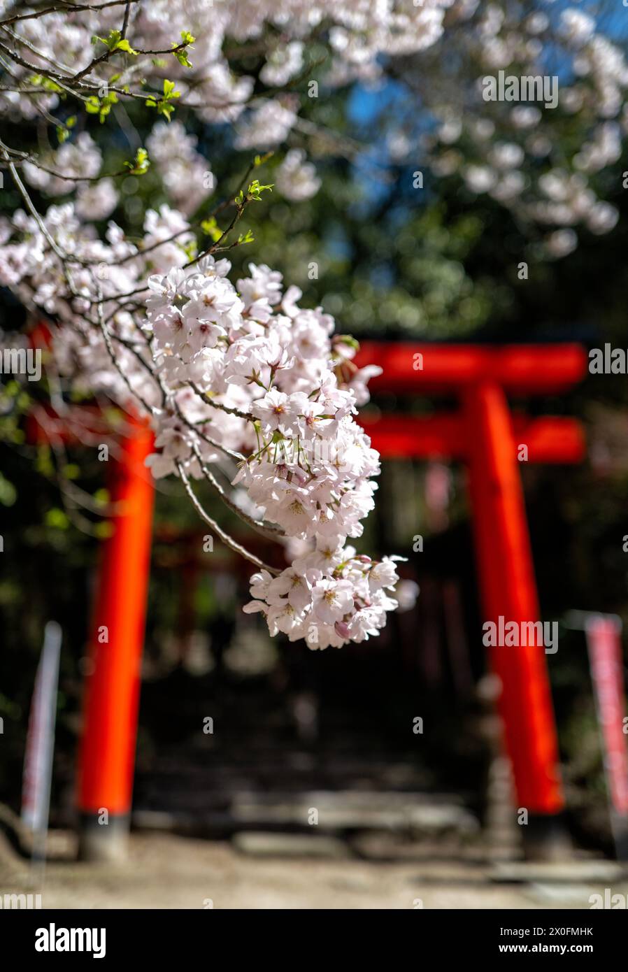 Japanische Sakura (Blüte) in Fukuoka Japan Stockfoto