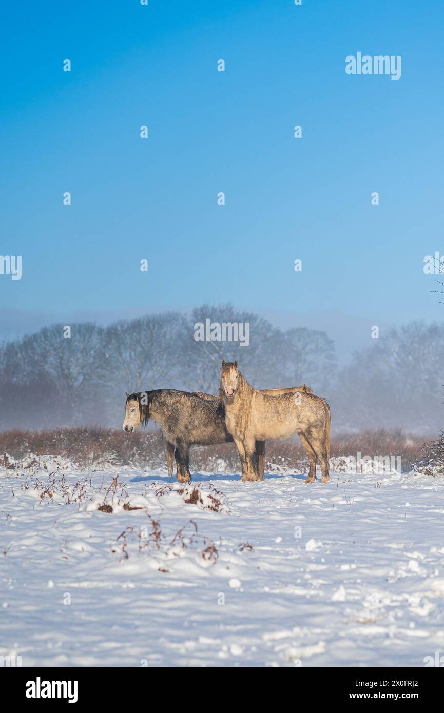 Wilde Pferde in den walisischen Hügeln. Es ist ein Wintertag, und der Boden ist mit Schnee bedeckt, mit einem trüben Licht ringsum Stockfoto