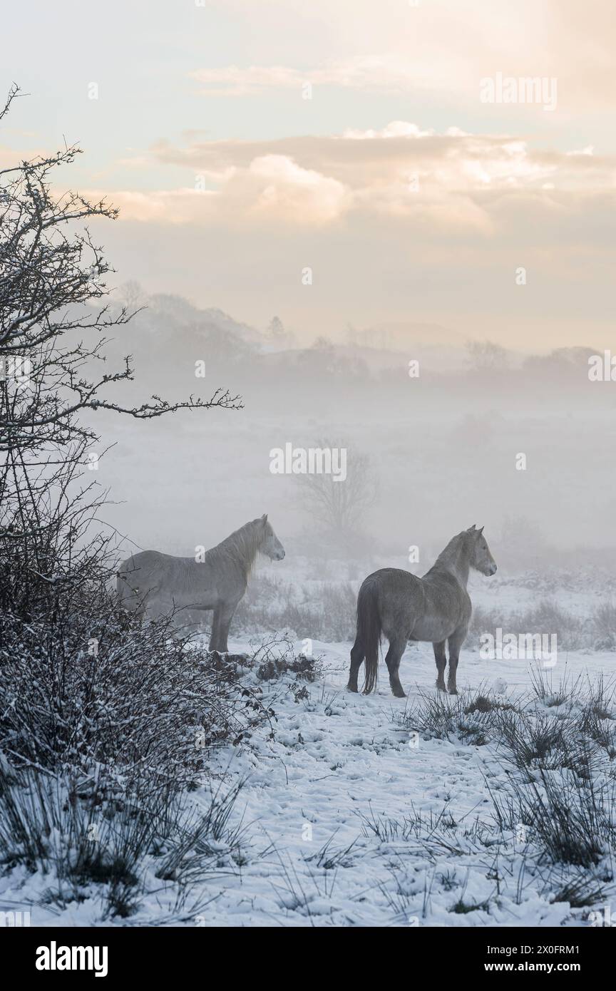 Wilde Pferde in den walisischen Hügeln. Es ist ein Wintertag, und der Boden ist mit Schnee bedeckt, mit einem trüben Licht ringsum Stockfoto