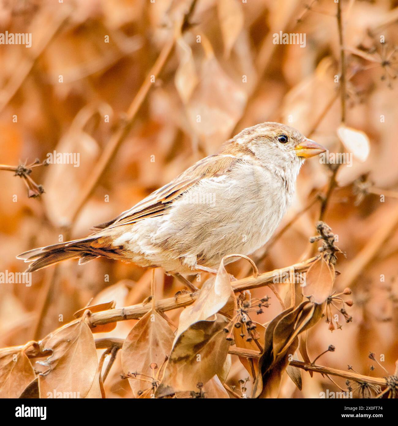 House Sparrow, häufig in British Gardens, obwohl die Zahl sinkt. Kleiner brauner Vogel Stockfoto