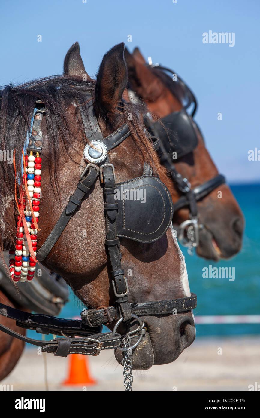 Zwei braune Pferde mit Zaum, Zügel und Blinkern. Dies sind Pferde, die touristische Kutschen tragen, auf der Insel Spetses, dem Argosaronischen Golf, Griechenland. Stockfoto