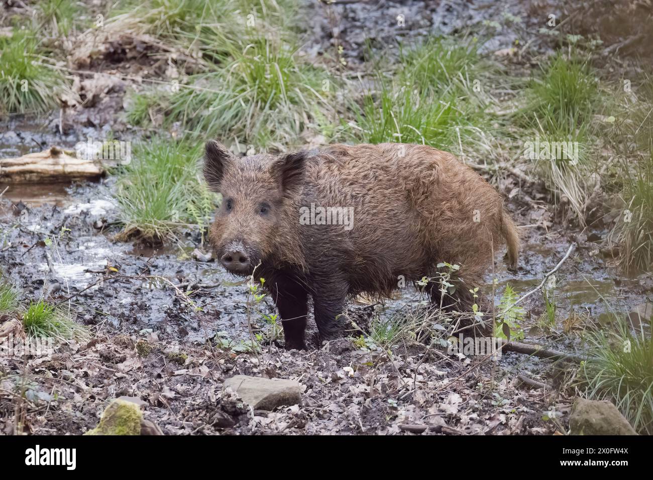 Wildschweinsät im Wald von Dean Gloucestershire Stockfoto