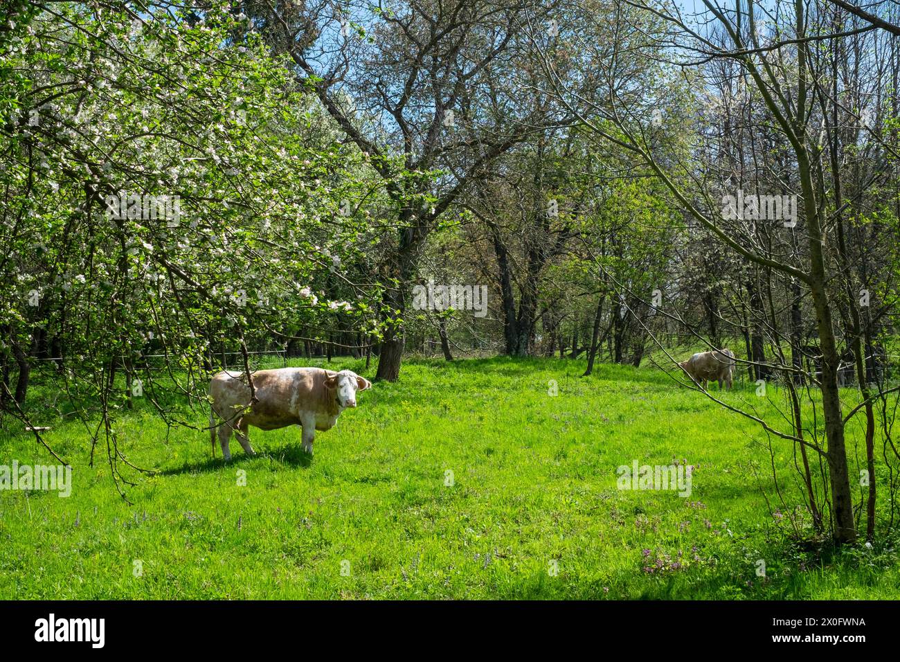 Einsame Milchkuhbestände weiden auf dem ländlichen Kleinbauernfeld zala County ungarn Stockfoto