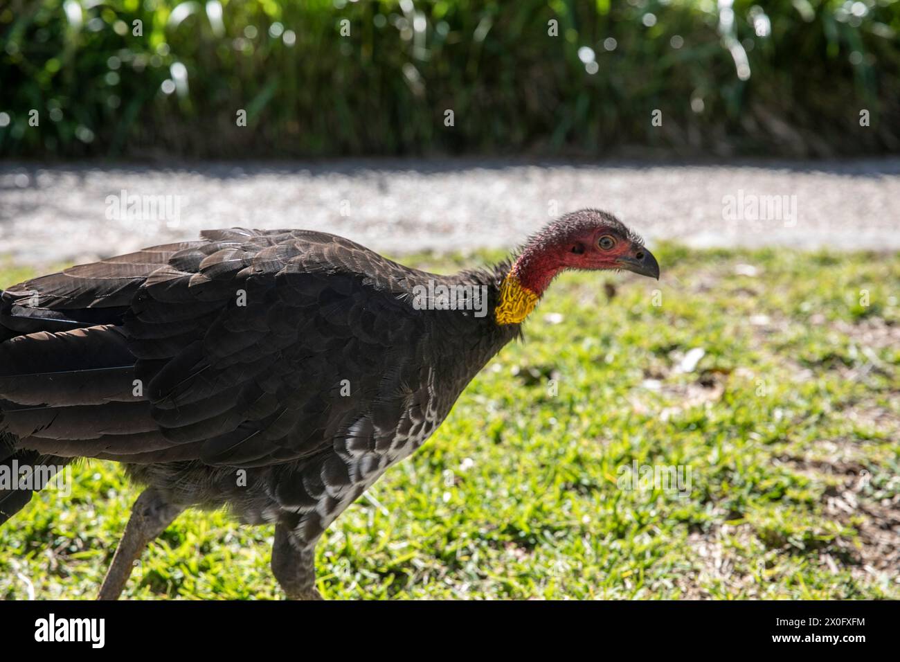 Australische weibliche Pinsel truthahn auch bekannt als Busch oder Peeling truthahn mit rotem Kopf und gelbem Hals, häufig in städtischen Umgebungen, Hügelbaunester, Sydney Stockfoto