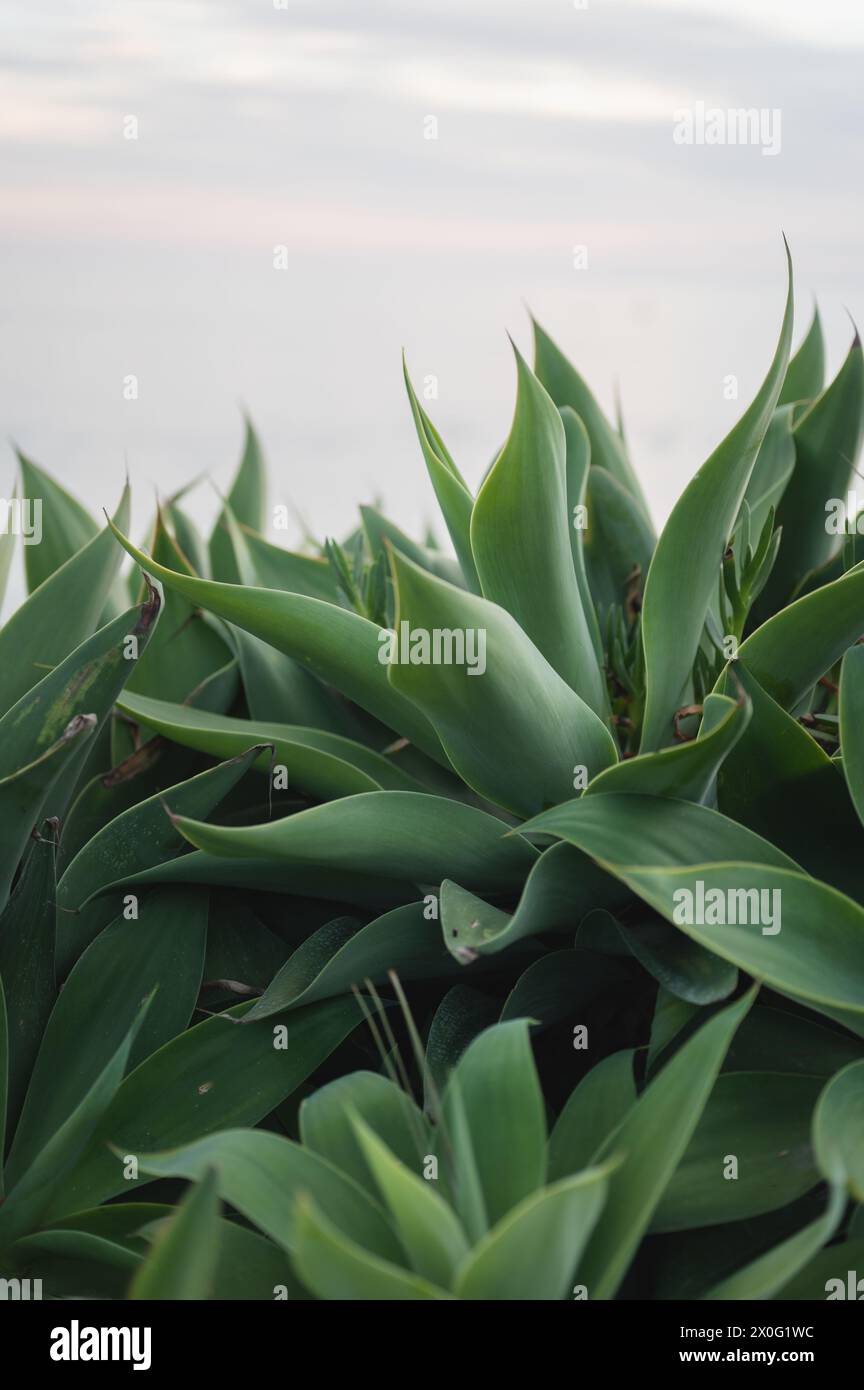 Nahaufnahme der Blattmuster der Fuchsschwanz-Agavenpflanze im Freien Stockfoto