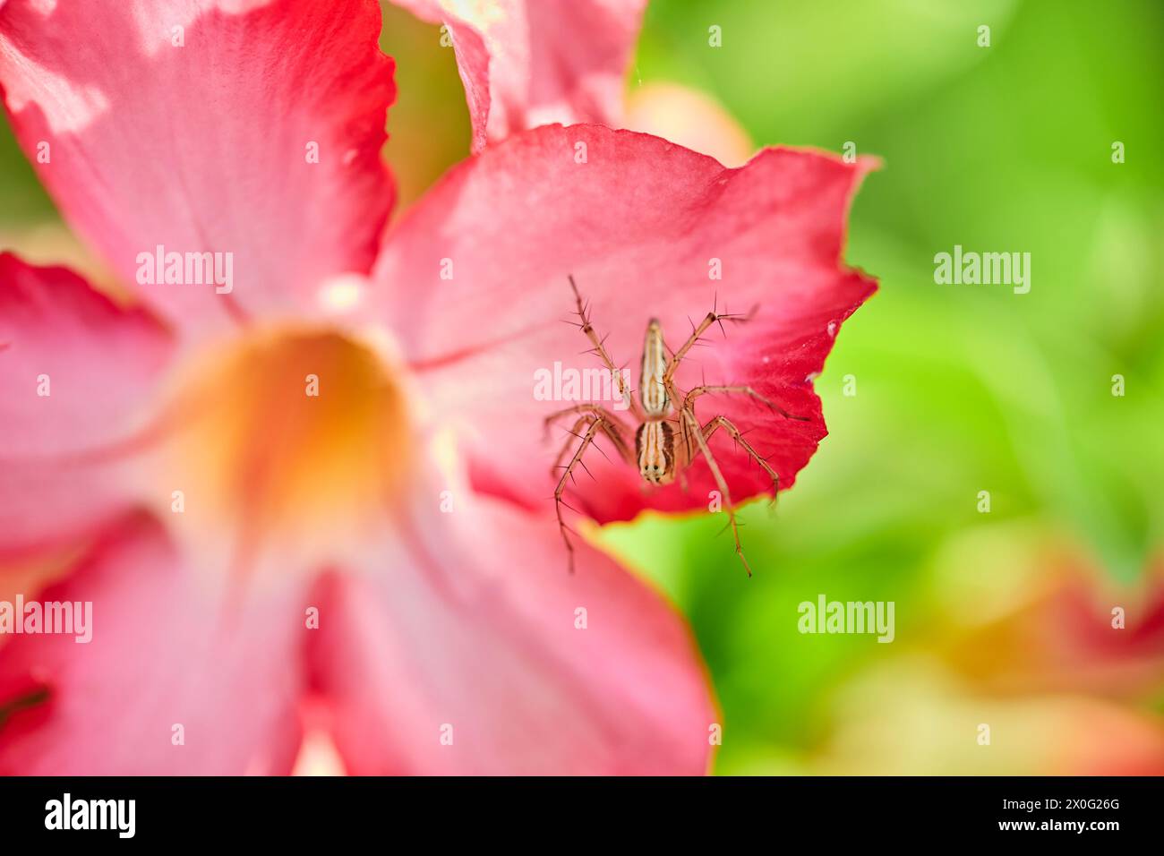 Nahaufnahme der Spinne auf rosa Adeniumblüte Stockfoto