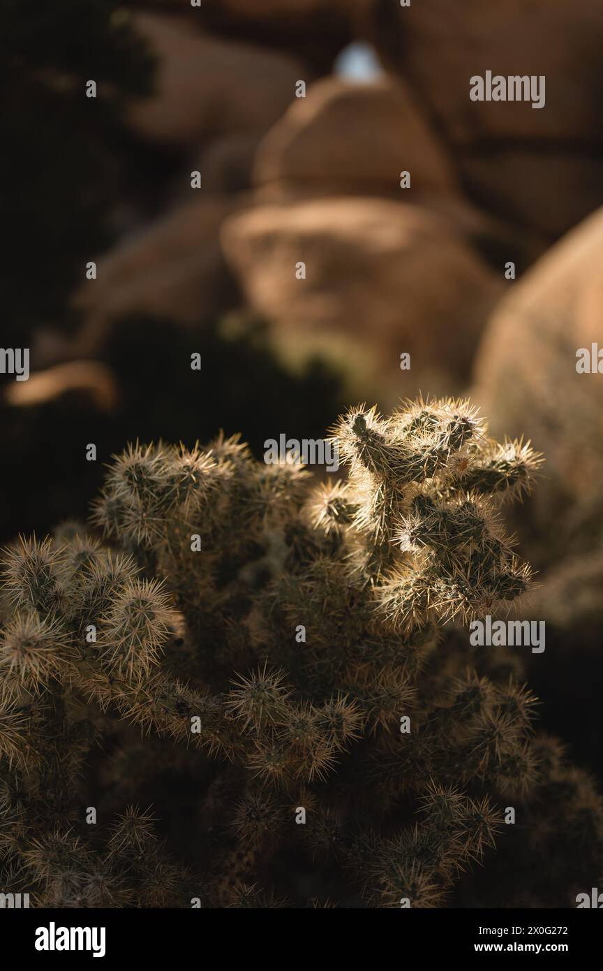 Cholla-Kakteen, die im Sonnenlicht im Joshua Tree National Park wachsen Stockfoto Cholla-Kakteen, die im Sonnenlicht im Joshua Tree National Park wachsen Stockfoto