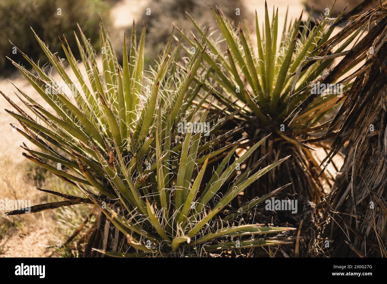 Spitz zulaufende, palmenartige Spitzen wachsender Joshua Tree Pflanzen in der Mojave Wüste Stockfoto