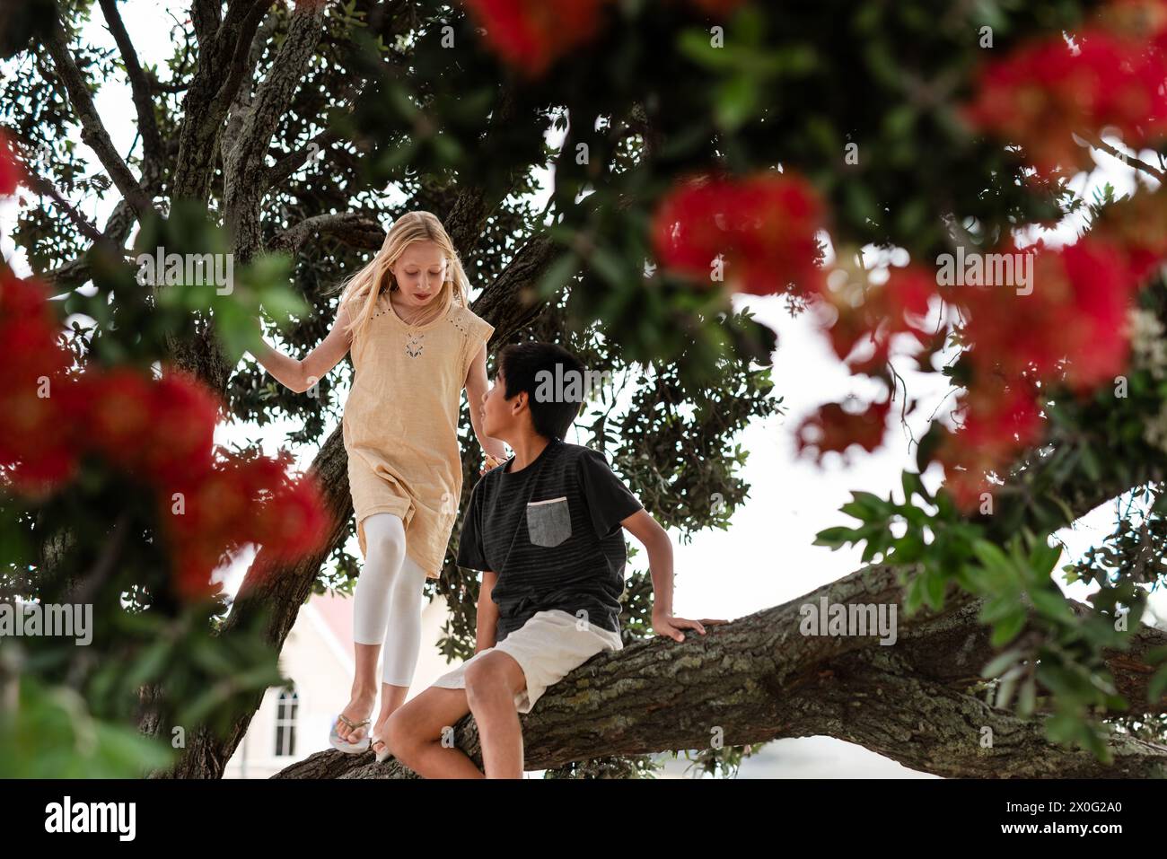 Zwei Kinder im Pohutukawa-Baum in Neuseeland Stockfoto