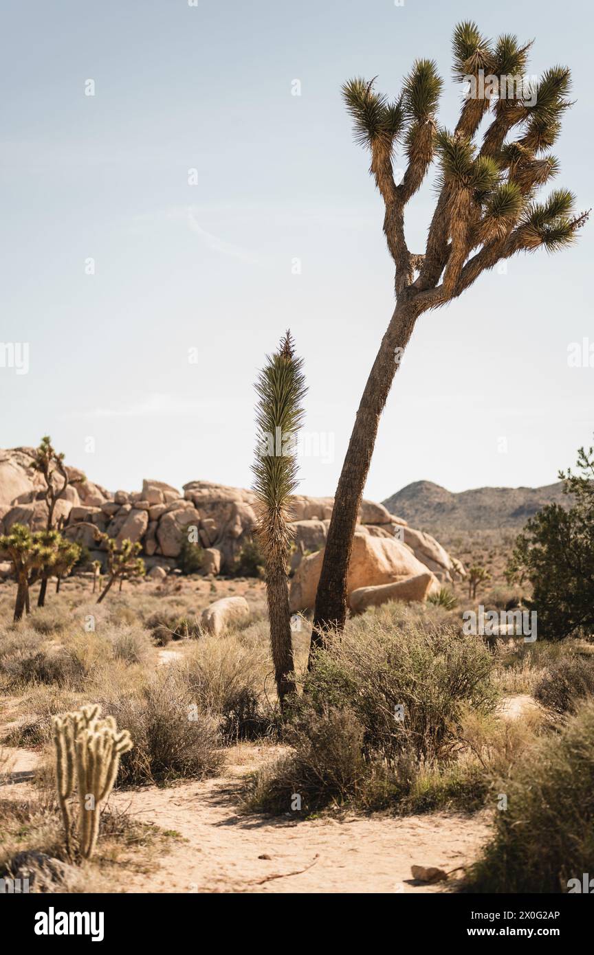 Einsamer Joshua Tree gegen Wüstenlandschaft in Kalifornien Stockfoto