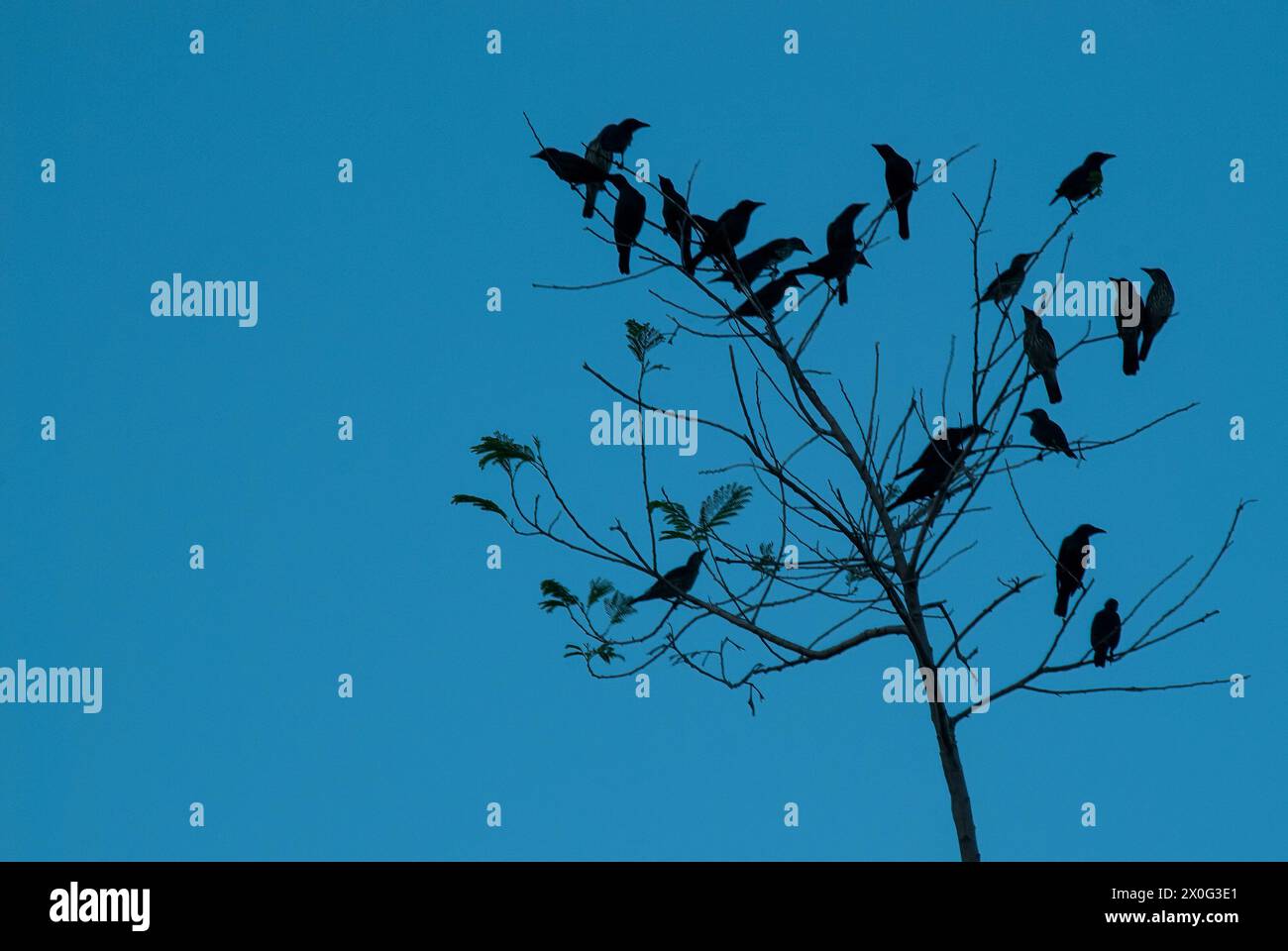 Eine Gruppe Vögel, die auf einem toten Baum vor blauem Himmel in der Abenddämmerung ruhen Stockfoto