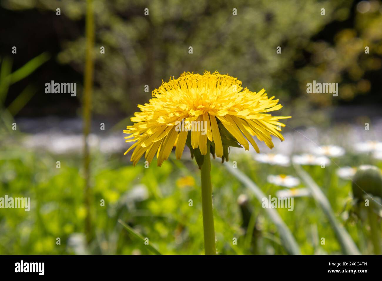 "Inmitten eines grünen Meeres tanzen Löwenzahnträume in der warmen Umarmung des Sonnenlichts und malen die Wiese mit Flüstern von Laune und Gelassenheit." Stockfoto