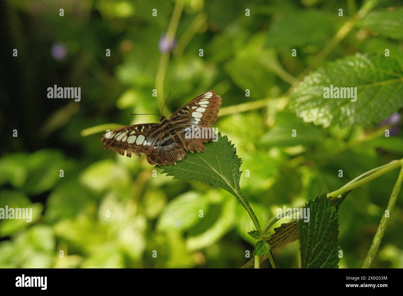 Schöner lebender Schmetterling im Garten Stockfoto