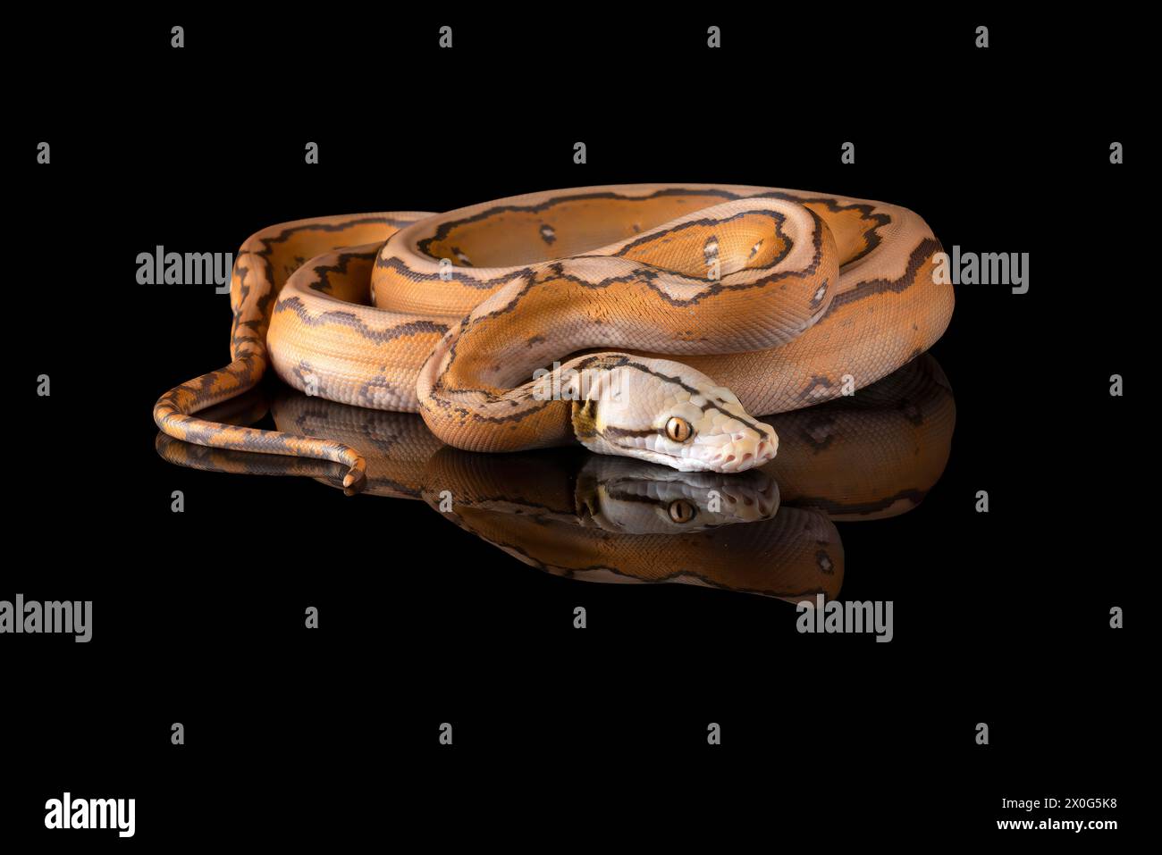 Nahaufnahme einer Tigerkopf-Albino-Python Stockfoto