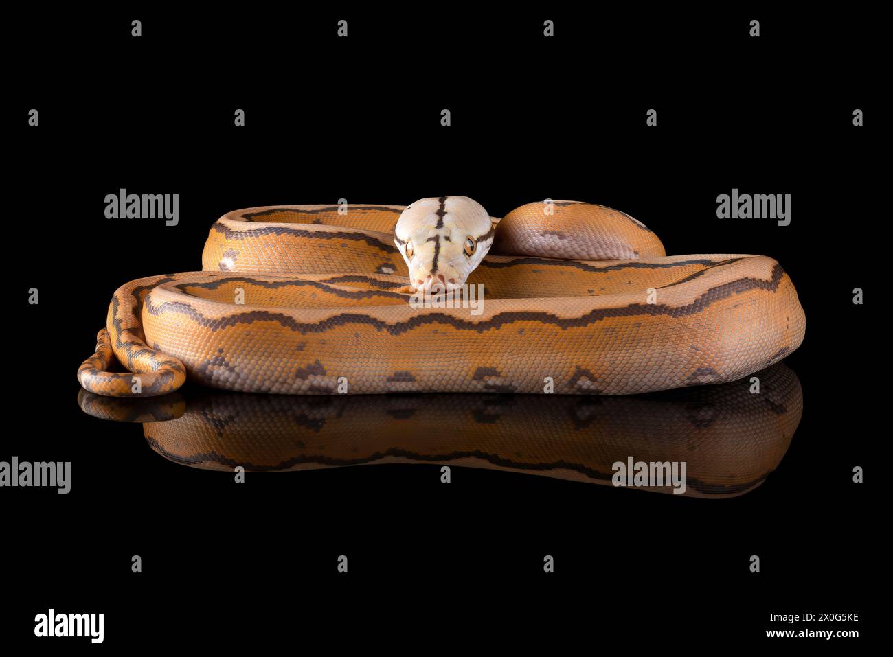 Nahaufnahme einer Tigerkopf-Albino-Python Stockfoto