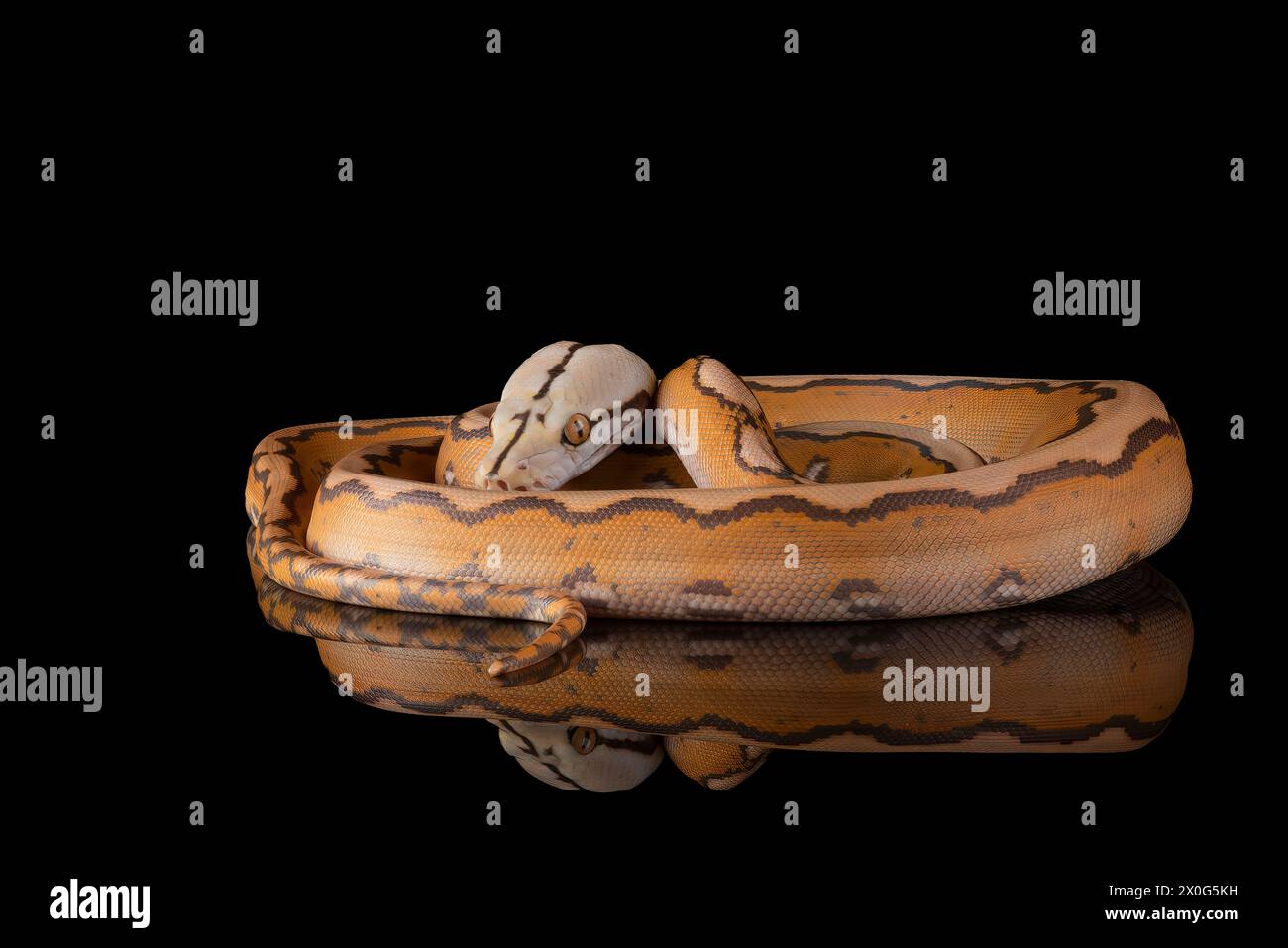 Nahaufnahme einer Tigerkopf-Albino-Python Stockfoto