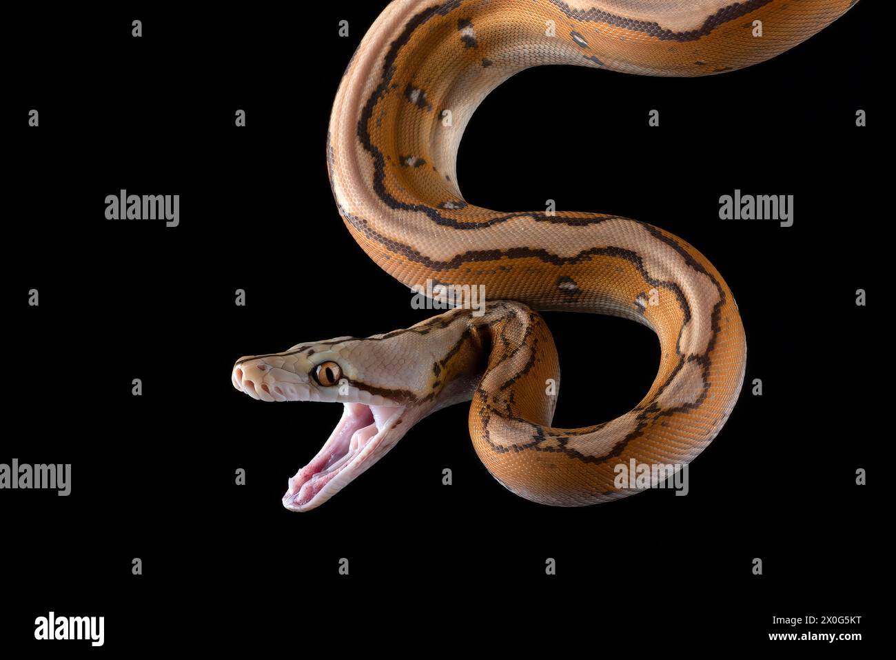 Nahaufnahme einer Tigerkopf-Albino-Python Stockfoto