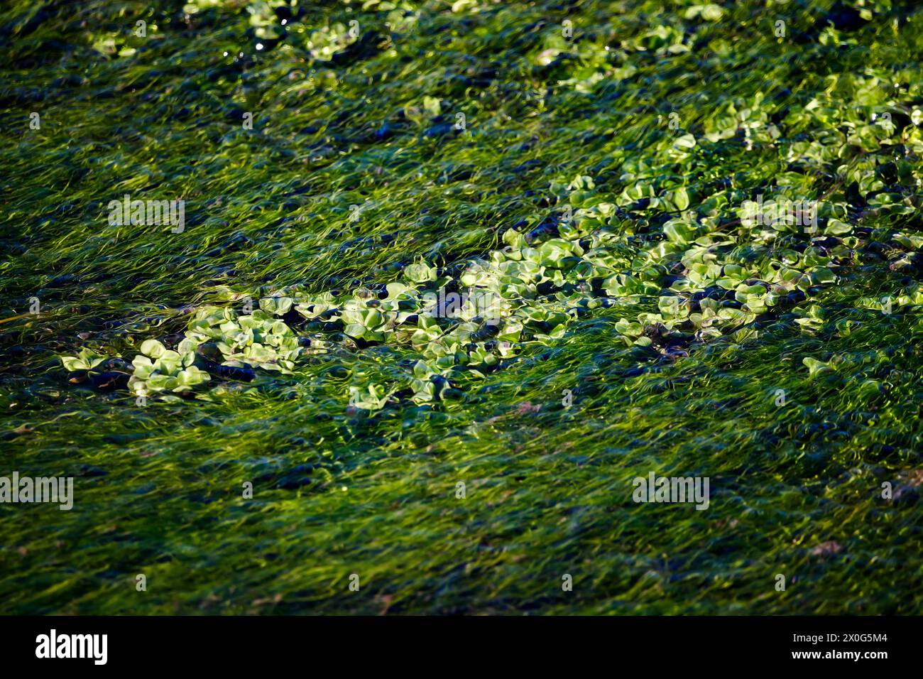 Algen unter dem Wasser des Flusses El Jardin Stockfoto