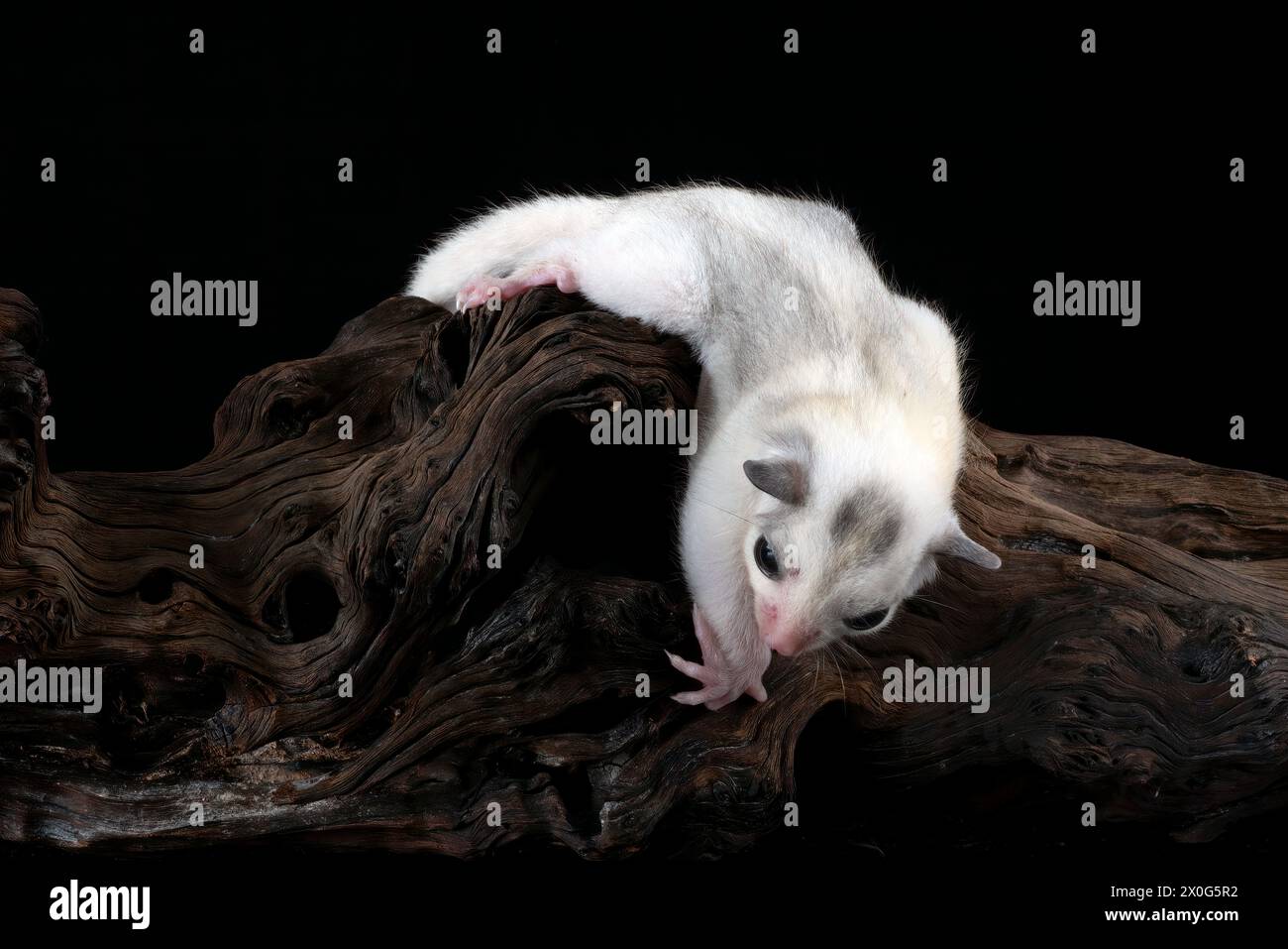 Zuckergleiter ( Petaurus breviceps ) auf Baumzweig Stockfoto