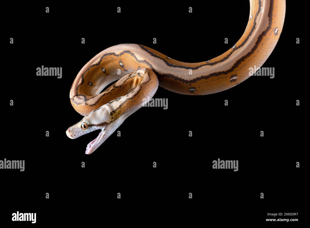 Nahaufnahme einer Tigerkopf-Albino-Python Stockfoto
