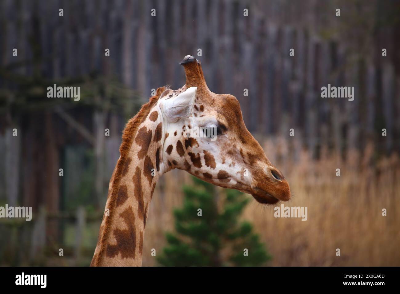 Seitenansicht der nördlichen Giraffe (Giraffa camelopardalis). Stockfoto