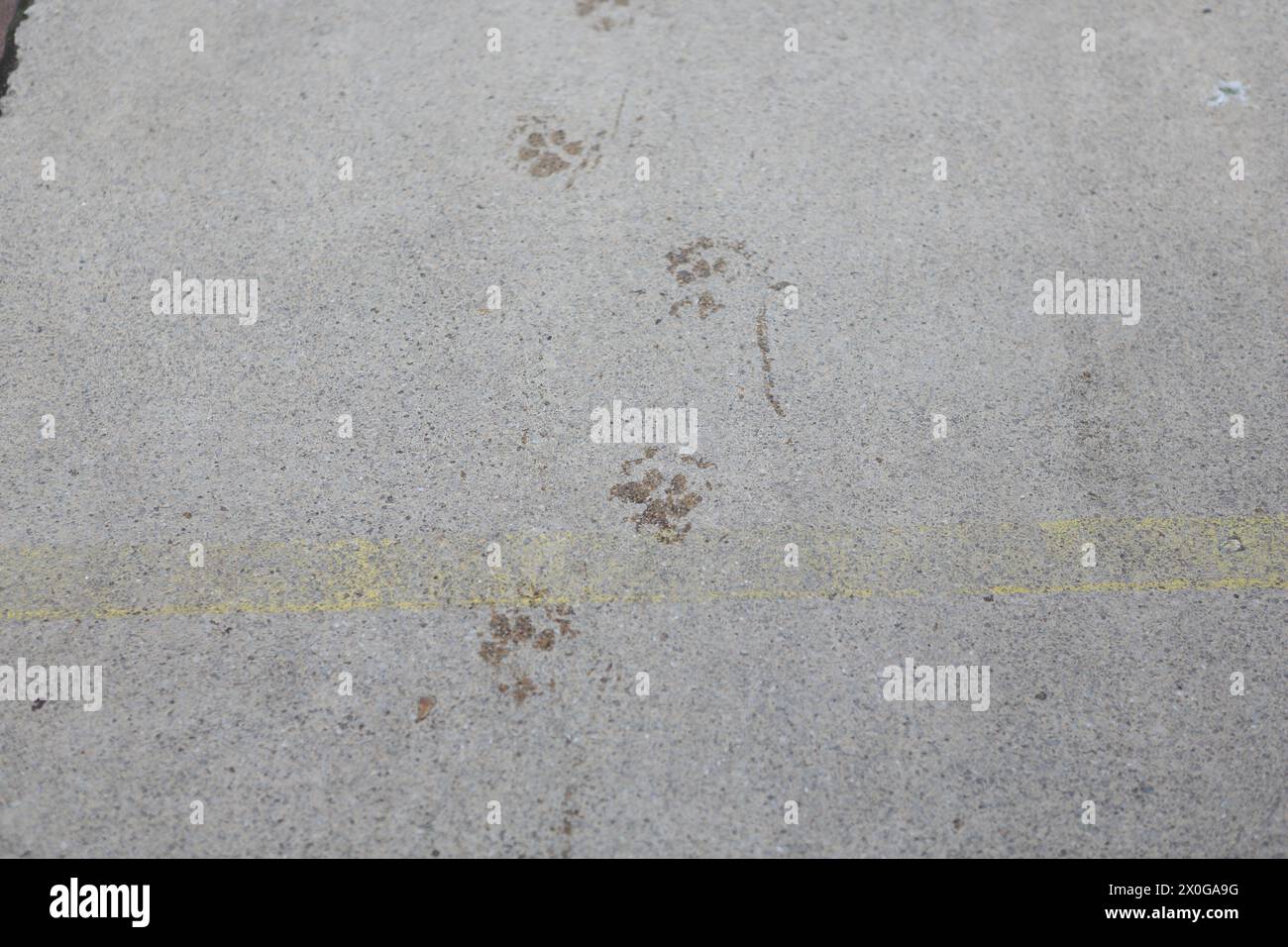 Hundepfaden auf der konkreten Oberfläche Konzept des Weges, Finden des Weges Richtung Navigation Walkies, Walking Hundeschlittengehen Stockfoto