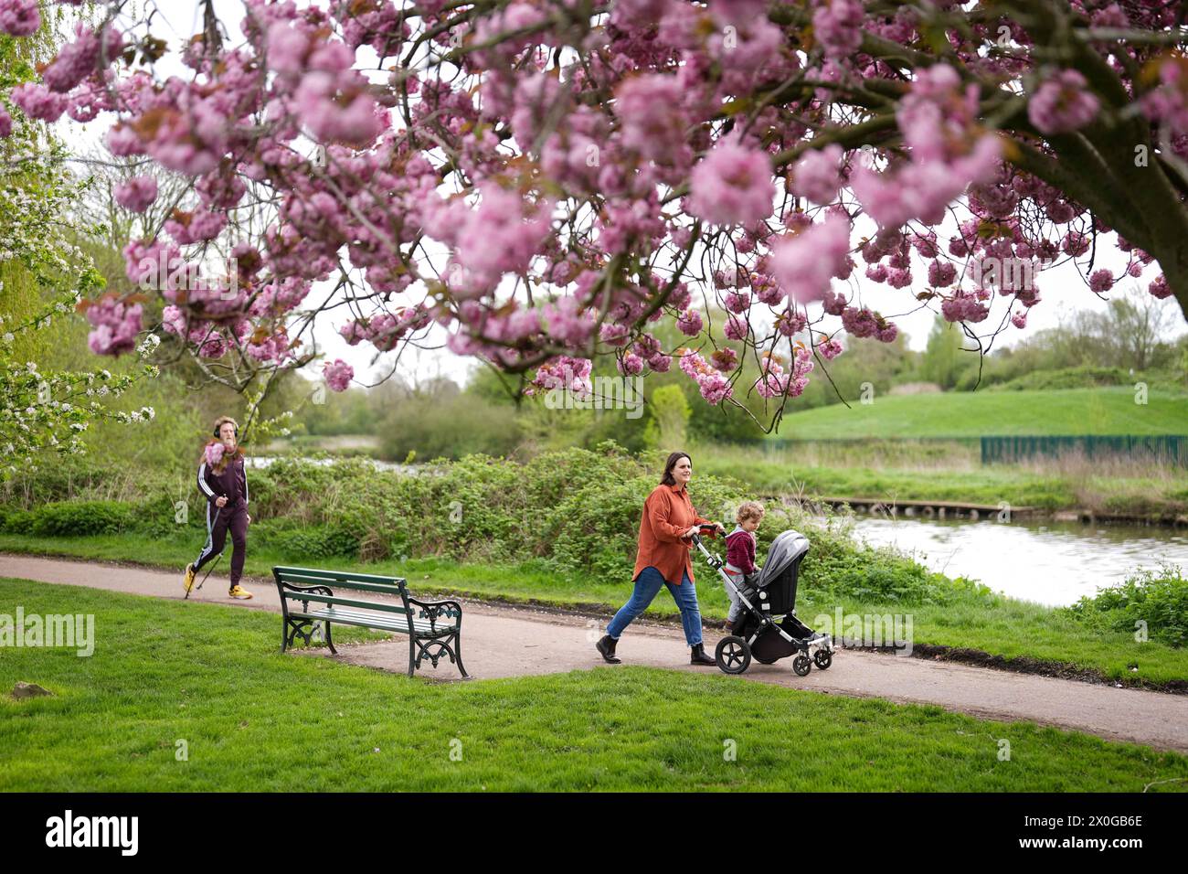 Im St. Nicholas' Park in Warwick spazieren die Menschen an blühenden Kirschblüten vorbei. Bilddatum: Freitag, 12. April 2024. Stockfoto