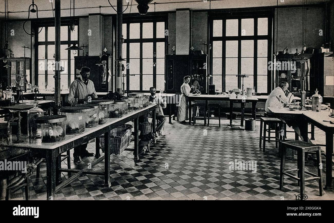 Institut Pasteur, Paris: Seminarraum. Fotopostkarte, ca. 1910. Stockfoto